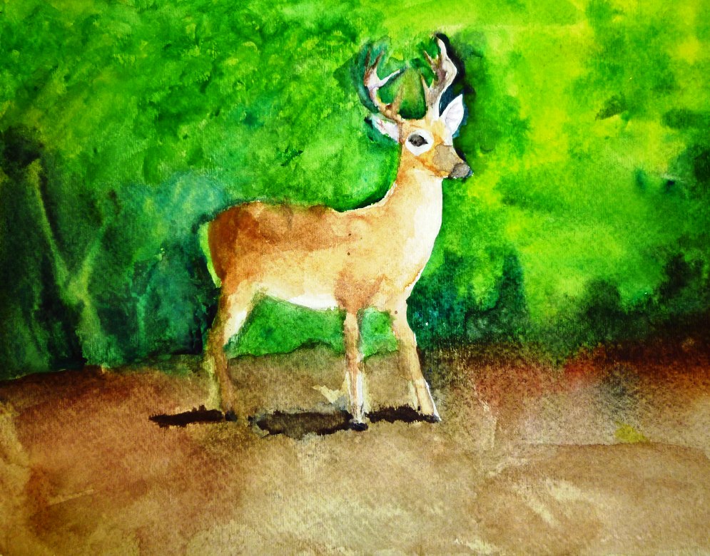 4th Grade 3rd Place. 'Key Deer' by Alison Zhang from Mission Valley Elementary School. Image courtesy US Fish and Wildlife Service.